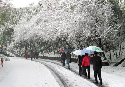 今冬首场大雪飘白筏头莫干--德清新闻网