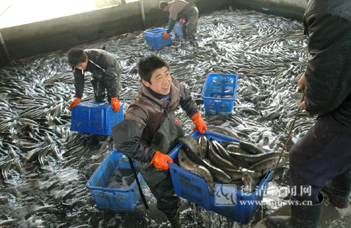 黑鱼壮 口袋满--德清新闻网