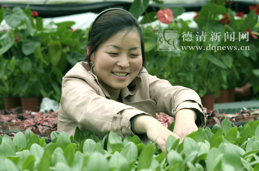 德清花卉占据杭州市场半壁江山--德清新闻网