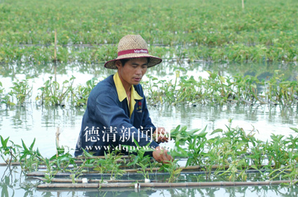 水上种菜水下养鱼