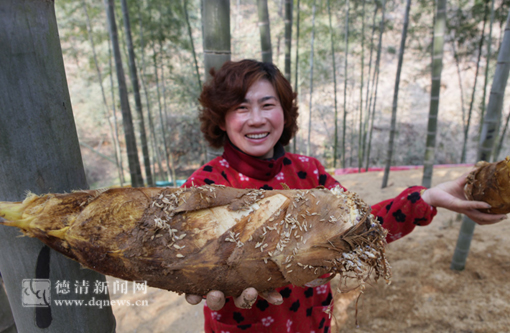 一支毛笋可卖100元--德清新闻网