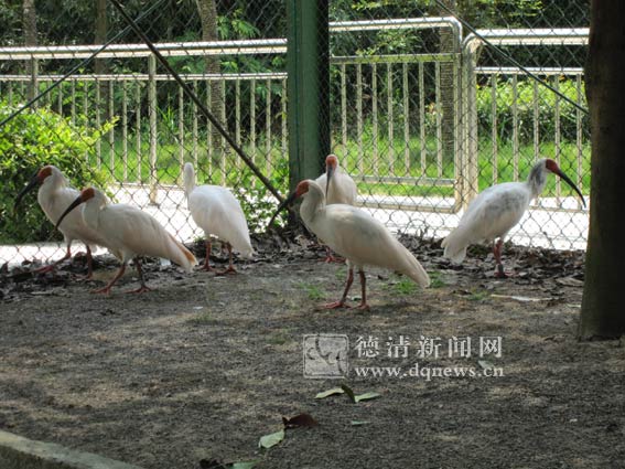  The number of crested ibis in Xiazhu Lake exceeded 100
