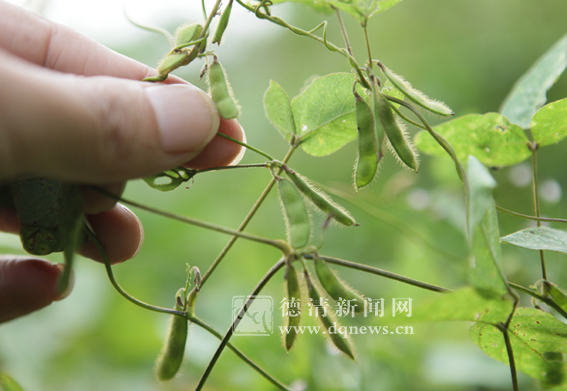 德清之宝—野生大豆不稀有